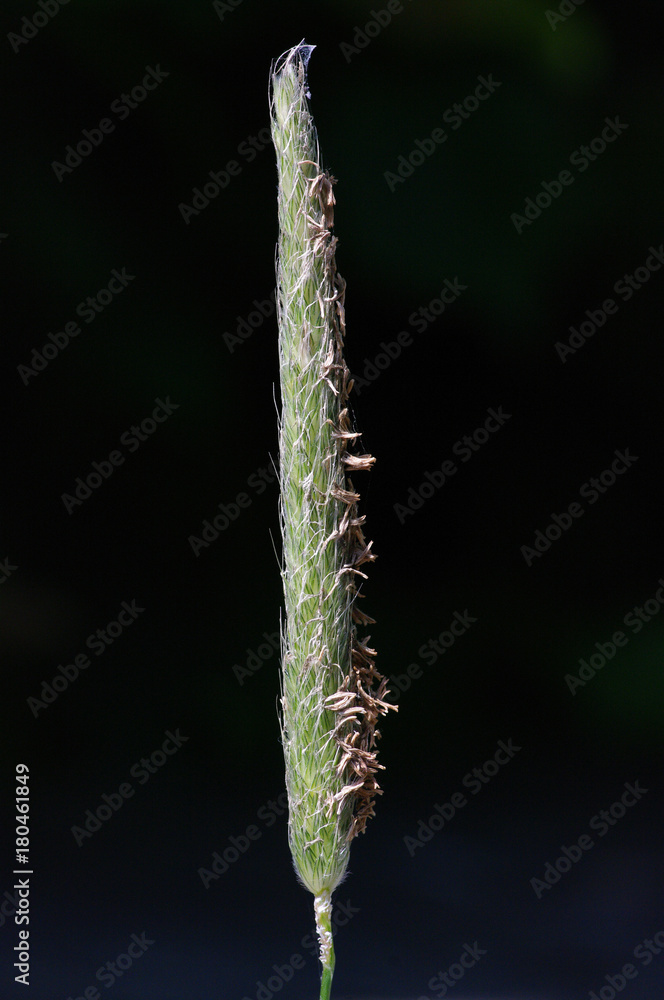 Fototapeta premium Alopecurus myosuroides