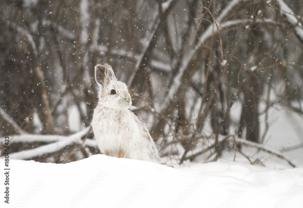 Fototapeta premium Snowshoe hare or Varying hare (Lepus americanus) in the falling snow, Canada