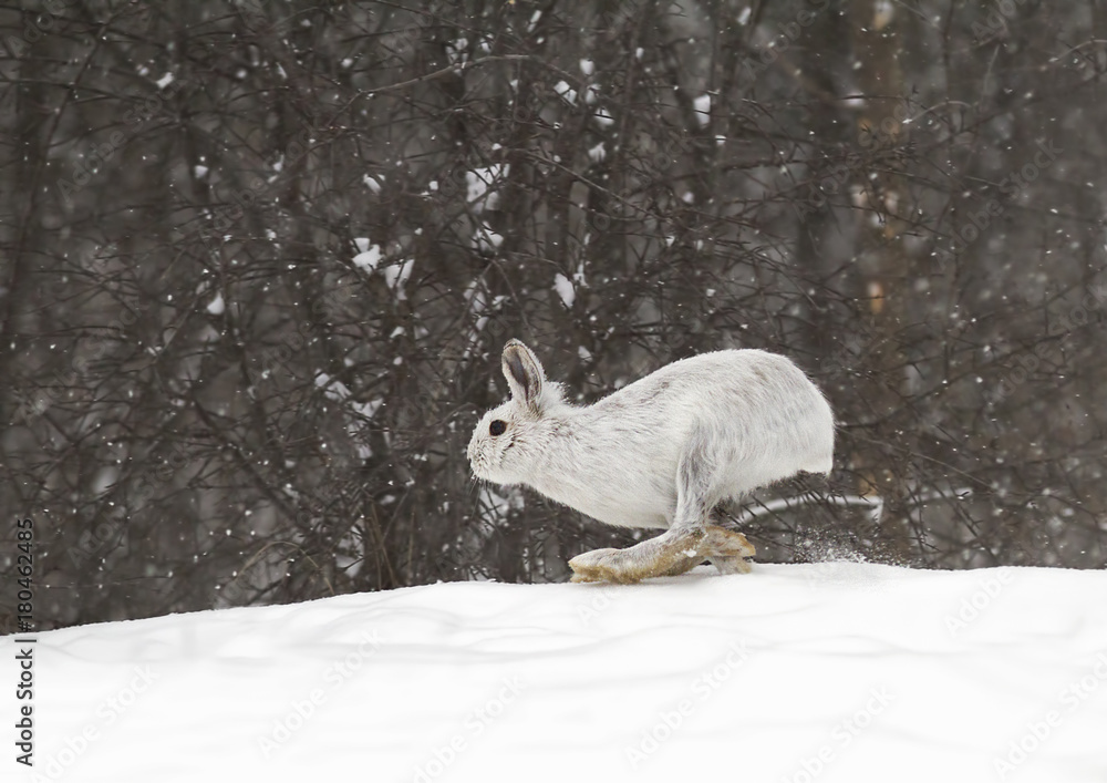 Obraz premium Snowshoe hare or Varying hare (Lepus americanus) running in the falling snow in Canada