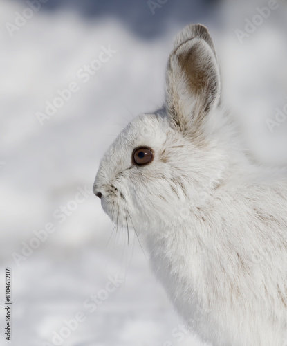 Snowshoe hare or Varying hare (Lepus americanus) closeup in winter in Canada