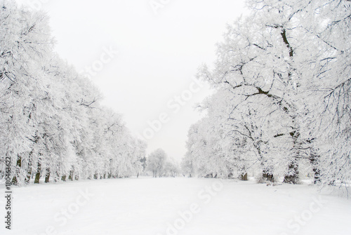 Snowy trees in calm winter day