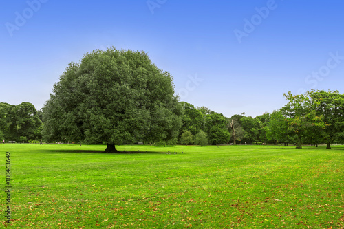 Meadow and big green tree