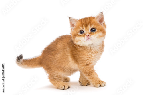 Little orange kitten of the British breed