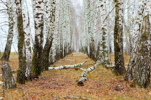 Beautiful autumn birch alley with fallen leaves