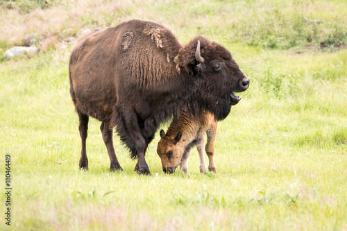 Mamma Buffalo and Calf