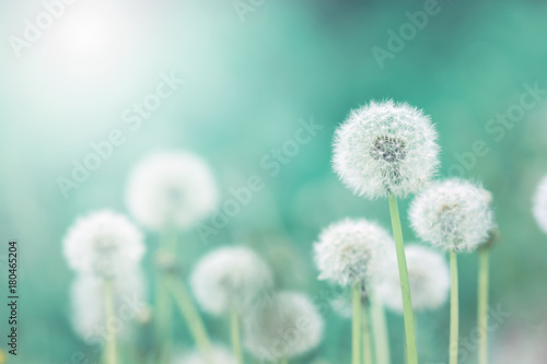 Fototapeta Naklejka Na Ścianę i Meble -  White fluffy dandelions, natural green blurred spring background, selective focus