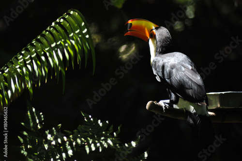 Beautiful colorful toco toucan in zoo photo