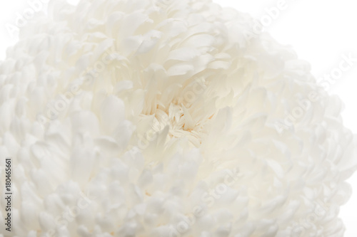 flower white  chrysanthemum