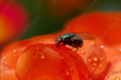 A Housefly © Dipali S