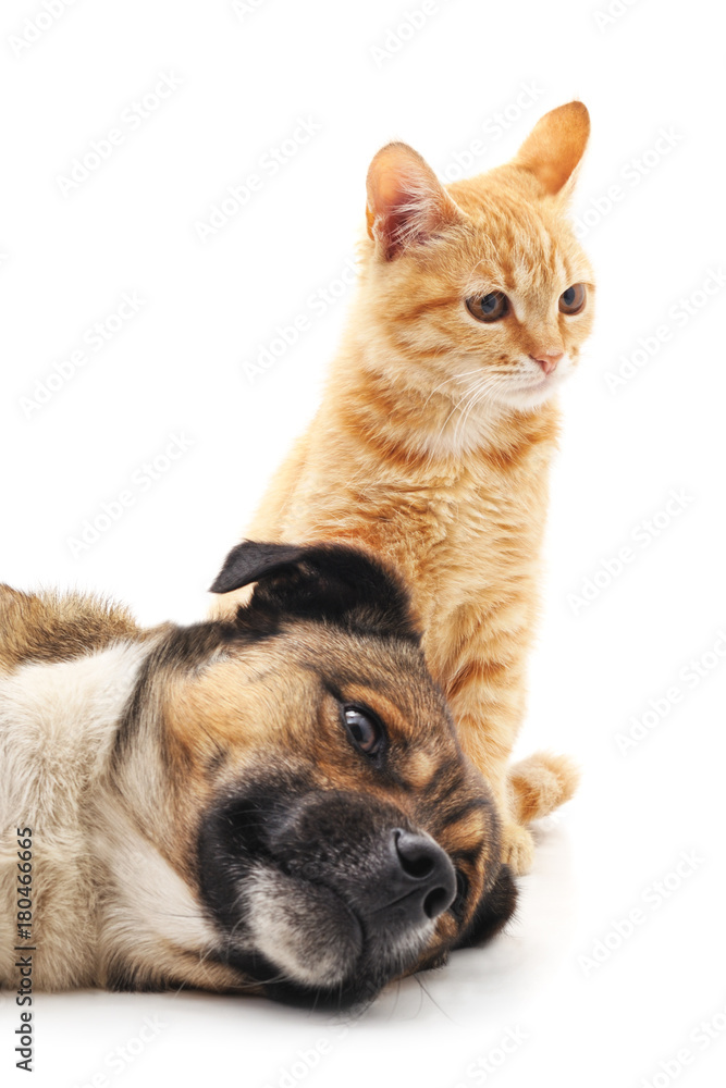 Dog and kitten. Dog and kitten.