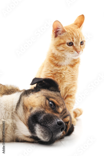 Dog and kitten.