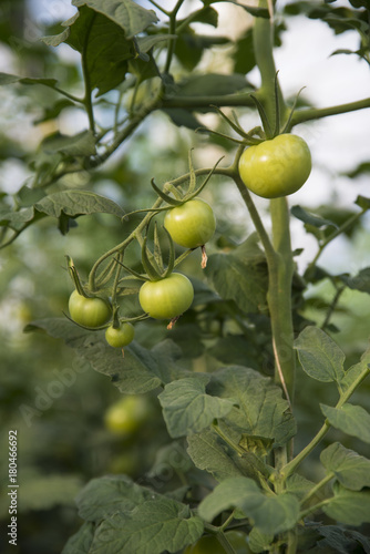 Organic ripe tomato cluster in a greenhouse