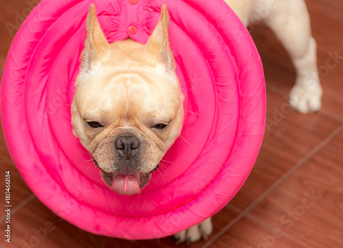 Closed up french bulldog animal is wearing guard on the sick day © teerawutbunsom