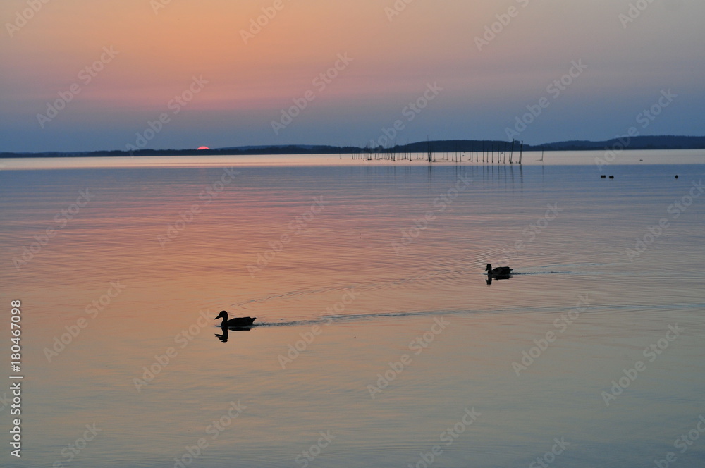 Fototapeta premium Sunset over Sniardwy lake with ducks in Mazury, Poland