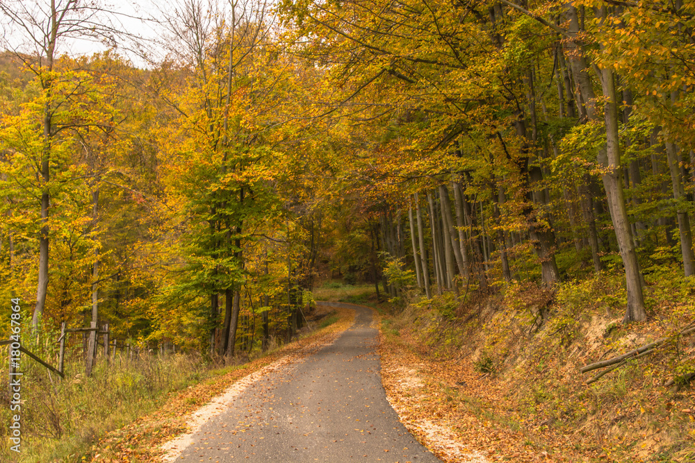 Obraz premium Bakonyi ősz