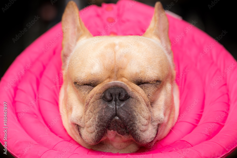 Closed up french bulldog animal is wearing guard on the sick day