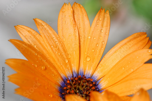 African Daisy flowers