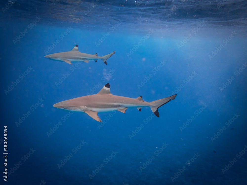 Naklejka premium Requins à pointe noire