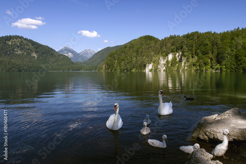  Swan family floating on Lake on the lake Alpsee in the Bavarian Alps, sunny summer morning. Bavaria, Germany.