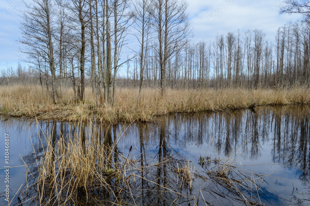 scenic wetlands with country lake or river in summer scenic wetlands with country lake or river in summer