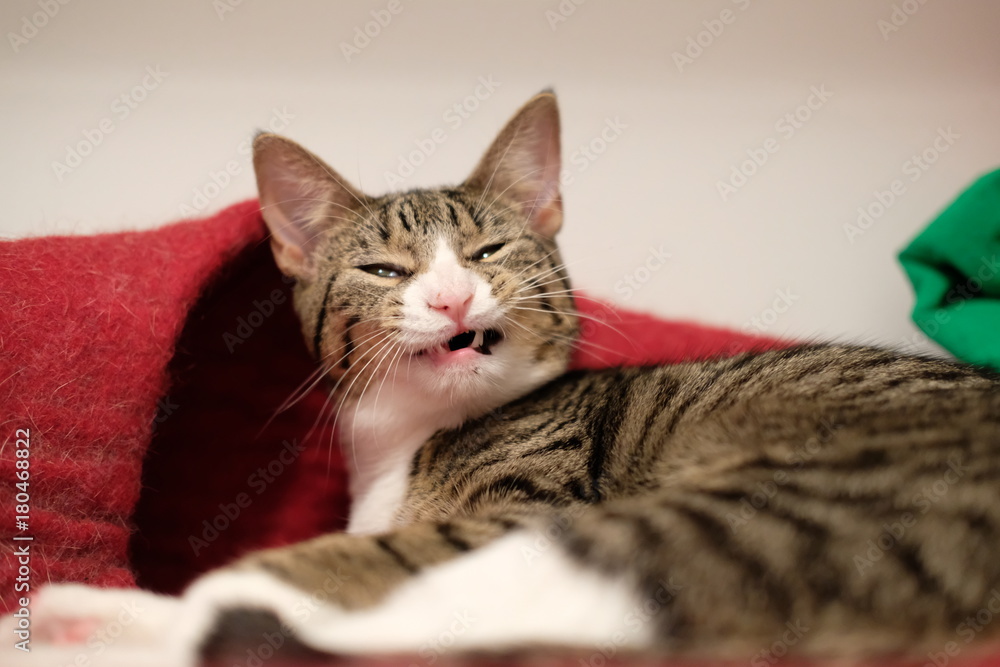 Calico kitten silly face