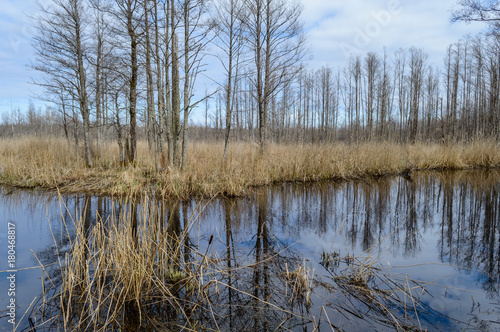 scenic wetlands with country lake or river in summer