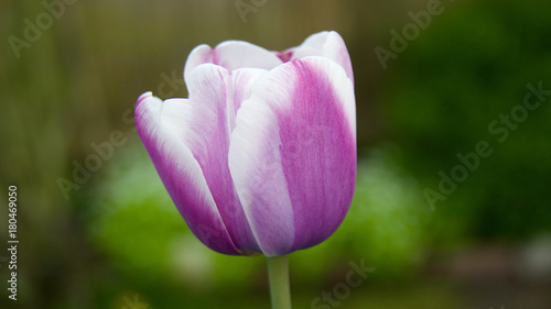 eine Tulpe bl  ht im Garten