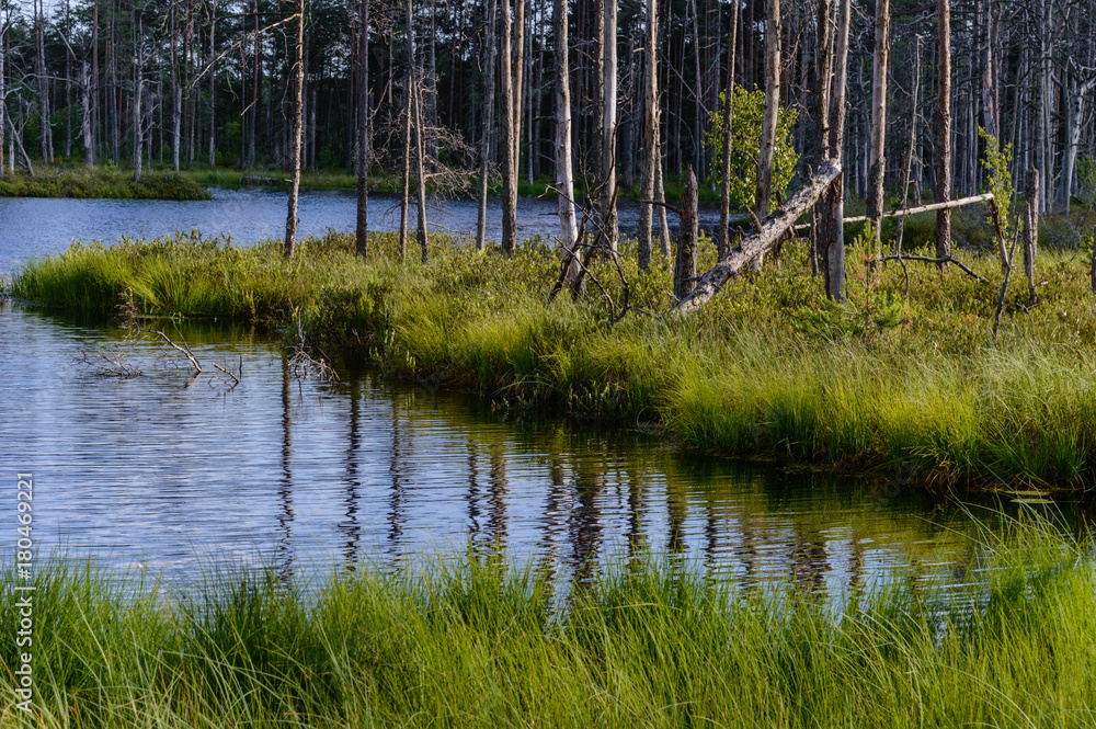 scenic wetlands with country lake or river in summer