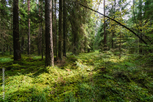 Old forest with moss covered trees and rays of sun