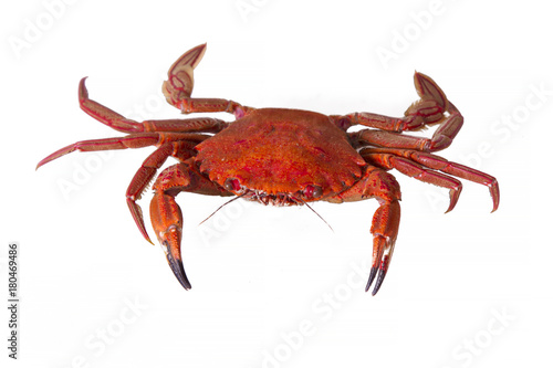 seafood, crab isolated on white