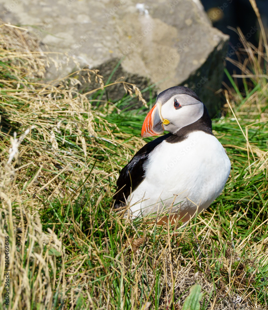 A Puffin sitting in the grass A Puffin sitting in the grass