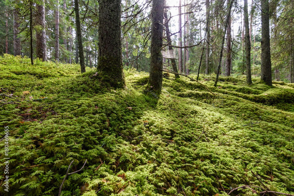 Fototapeta premium Old forest with moss covered trees and rays of sun