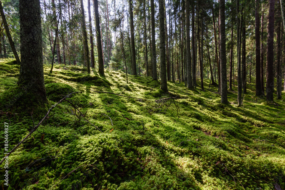 Old forest with moss covered trees and rays of sun Old forest with moss covered trees and rays of sun