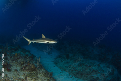 Lone Reef Shark © Andy