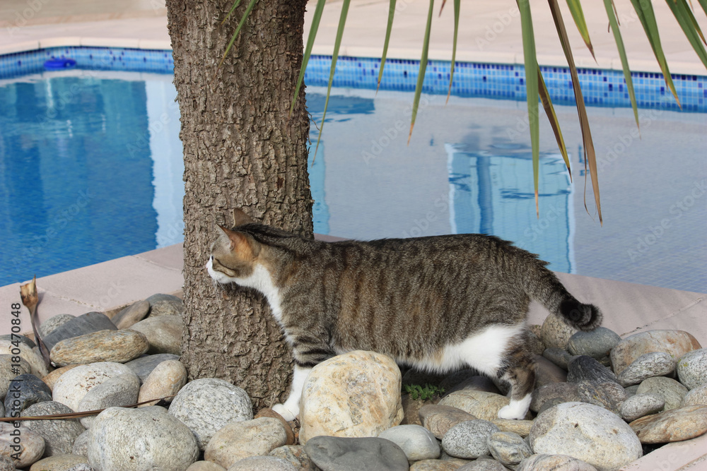 Chat Qui Guette Derriere Un Arbre Stock Photo Adobe Stock