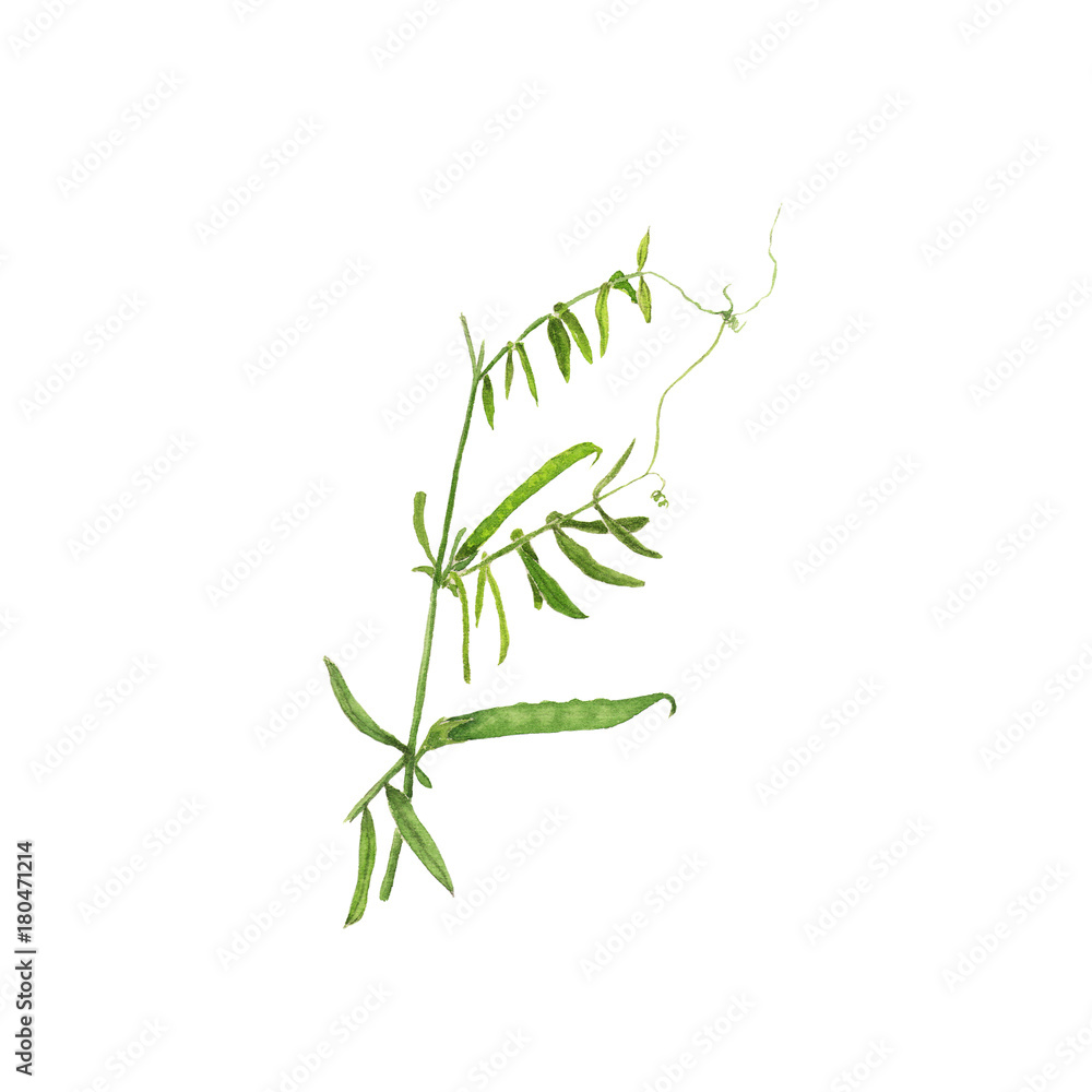 Vicia sativa isolated watercolor illustration on white Vicia sativa isolated watercolor illustration on white