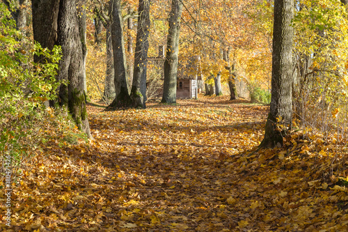 Pedestrian track in the deciduous autumn wood covered with fallen leaves