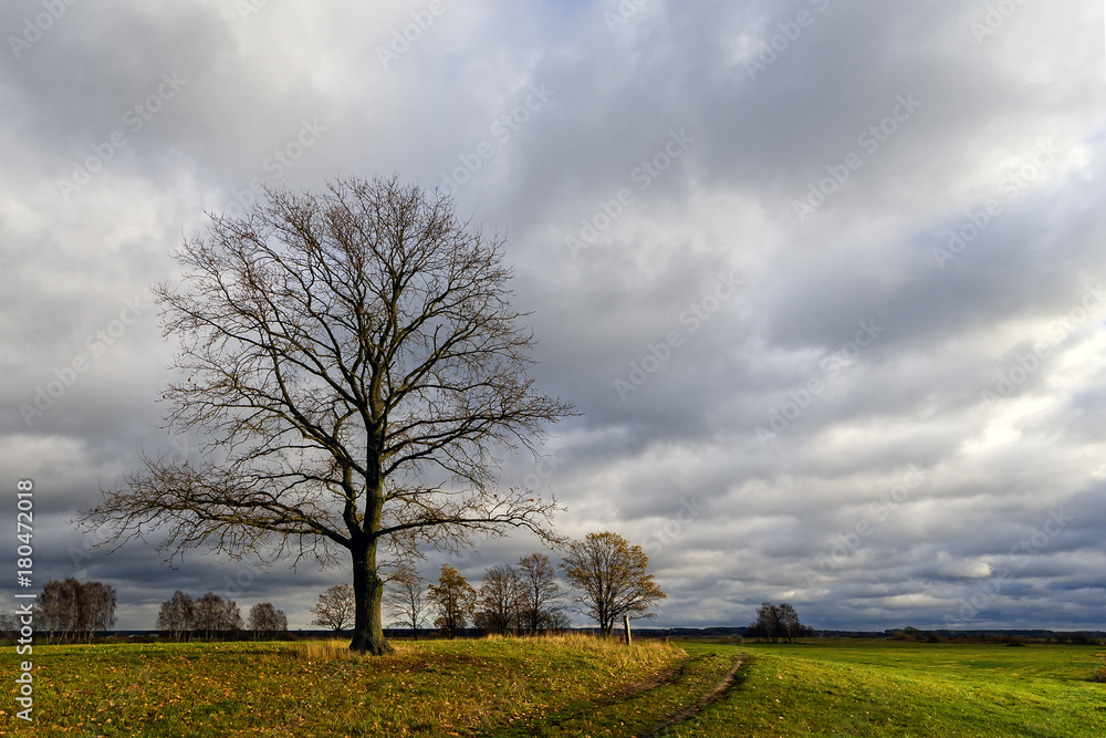 Obraz premium Łąki nad Narwią