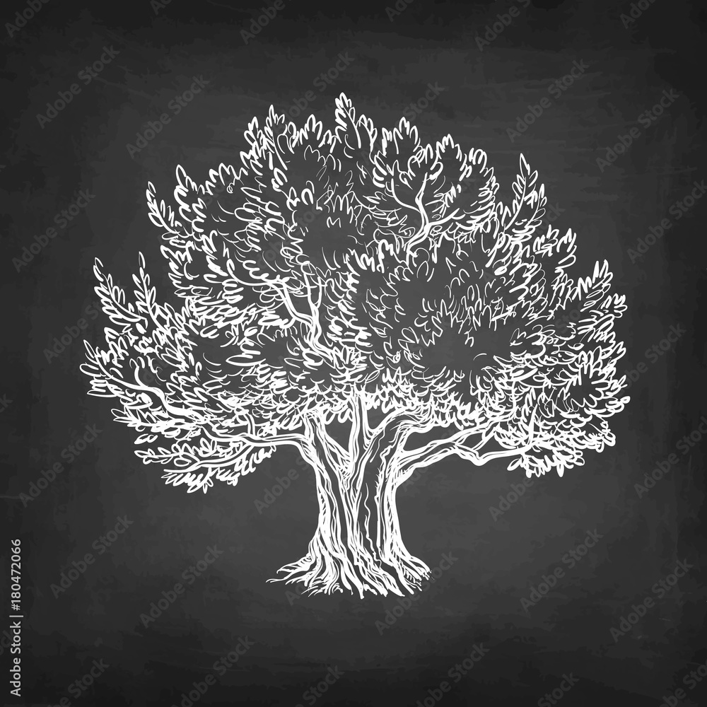 Fototapeta Kreda szkic drzewa oliwnego 
