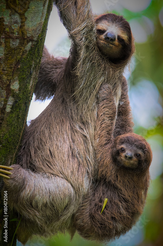 A brown-throated sloth (Bradypus variegatus) is a 3-toed sloth. They are mostly living in high trees within rain forests. although this mother was coming down to the ground with her baby.