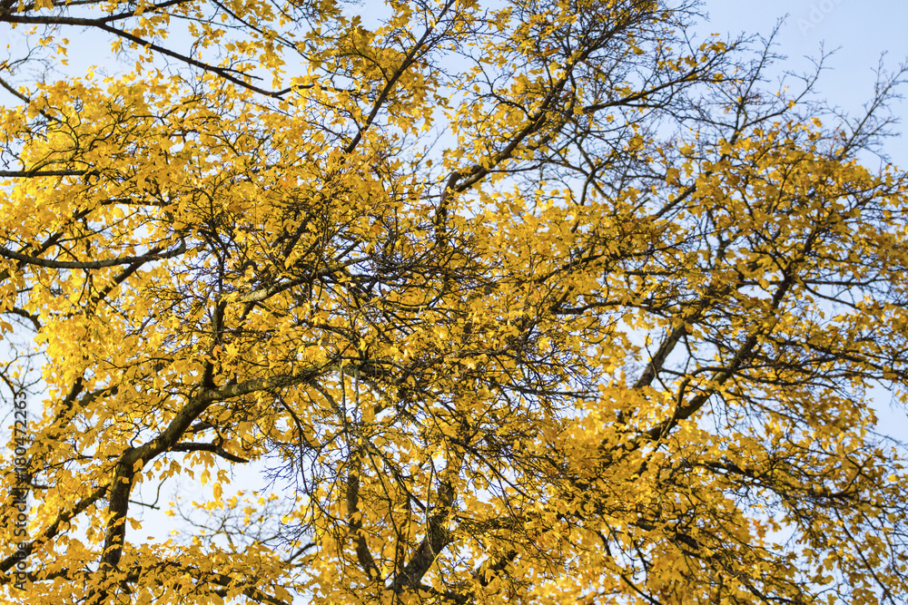 autumn branches with yellow leaves against the sky