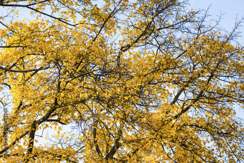 autumn branches with yellow leaves against the sky