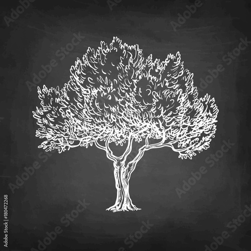 Chalk sketch of olive tree.