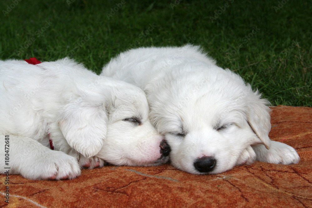 Two sleeping tatra sheepdog puppies