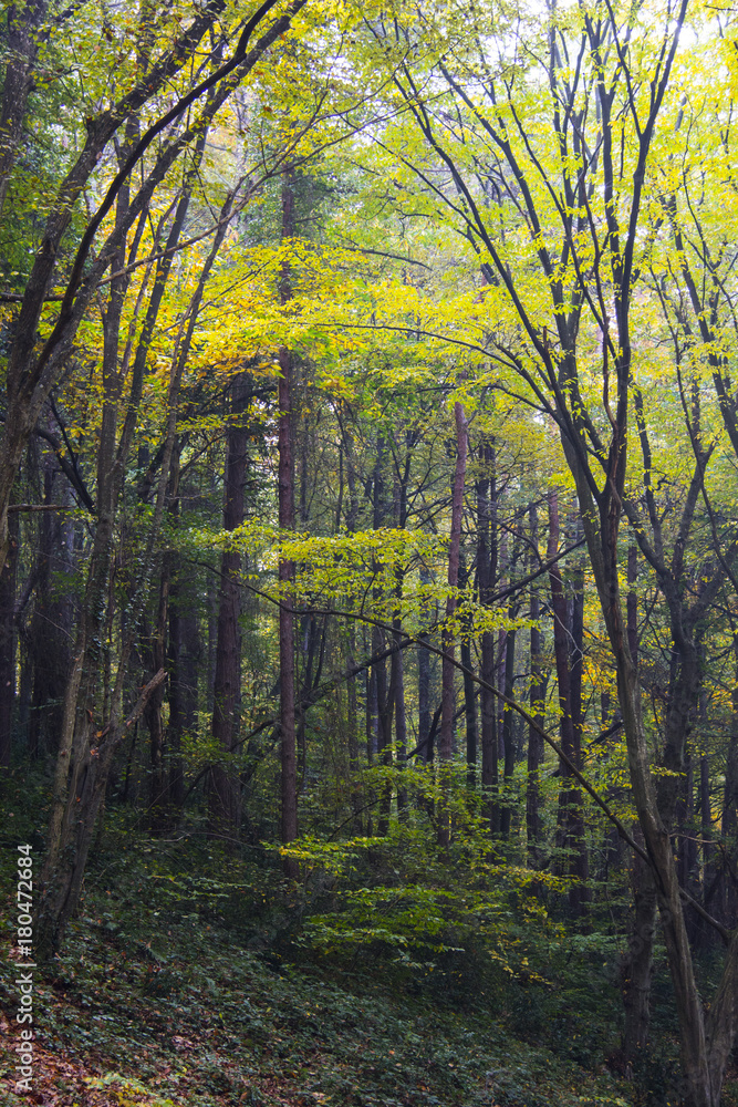 Obraz premium colorful fall and leaves