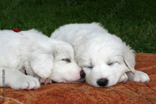 Two sleeping tatra sheepdog puppies