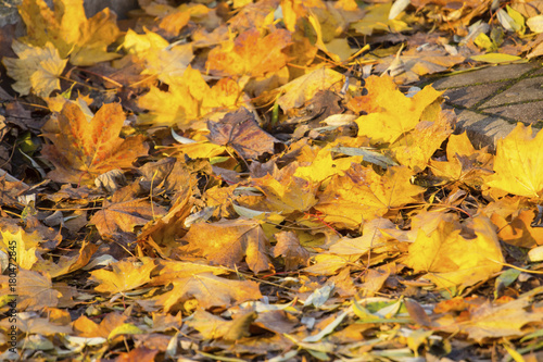 pile of fallen yellow leaves