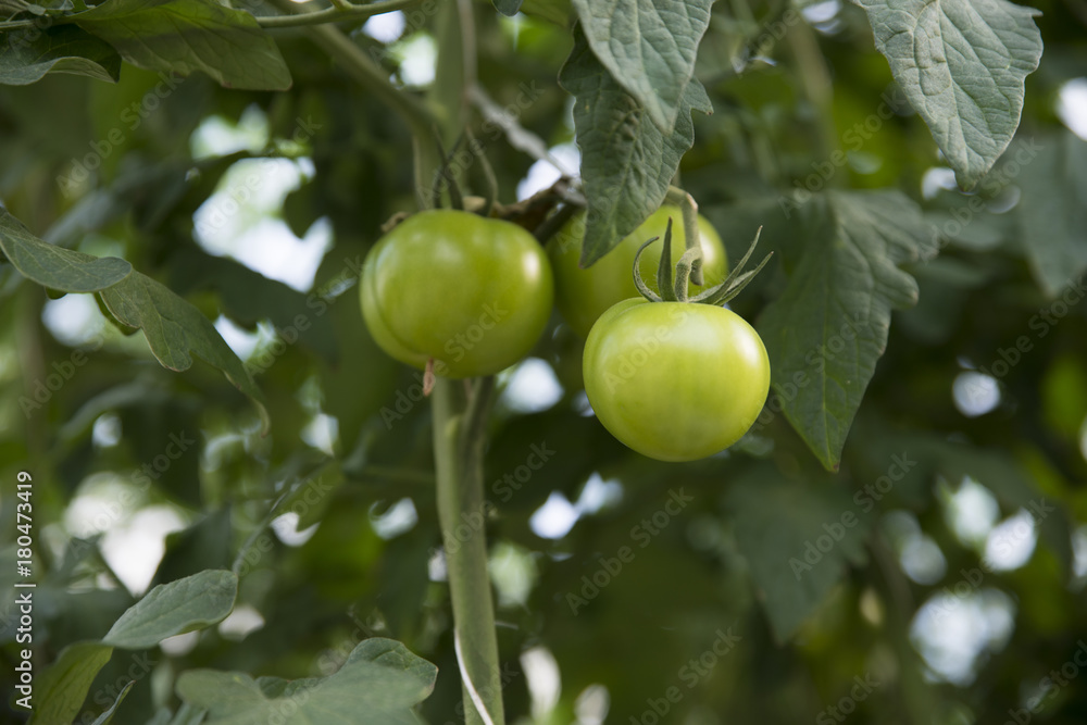 Organic ripe tomato cluster in a greenhouse Organic ripe tomato cluster in a greenhouse