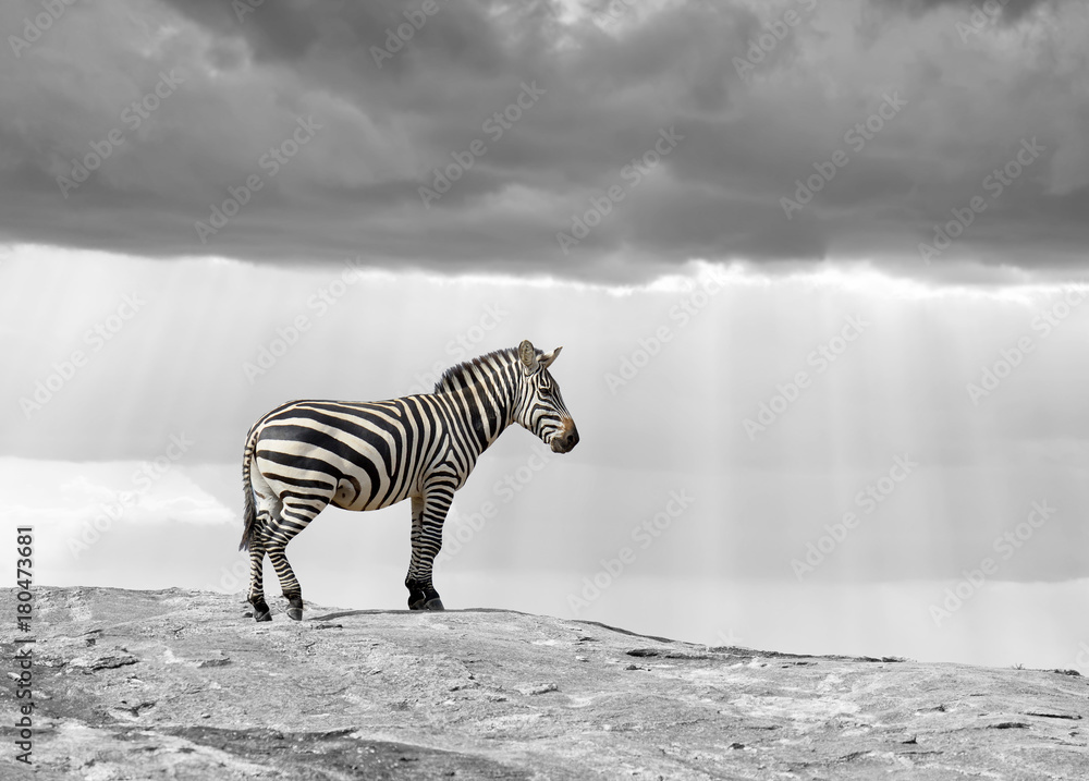 Fototapeta premium Black and white photography with color zebra