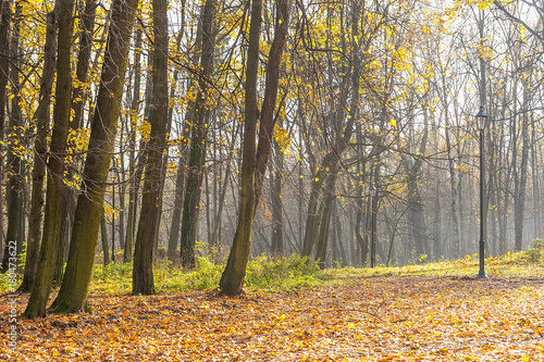 Trees in the park in autumn (Poland)